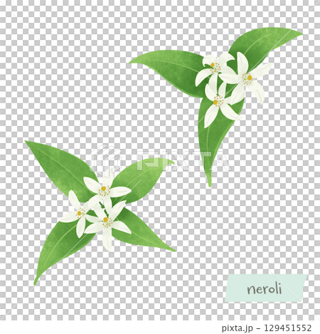Neroli watercolor illustration 129451552