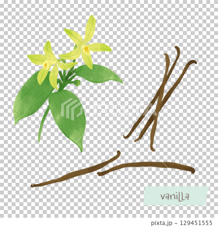 香草豆和花朵水彩插圖 129451555