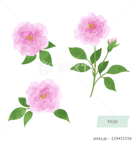 ダマスクローズの水彩イラスト 129451556