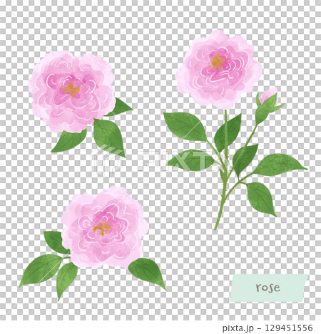 大馬士革玫瑰水彩插圖 129451556