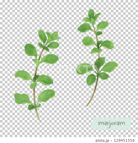Marjoram watercolor illustration 129451558