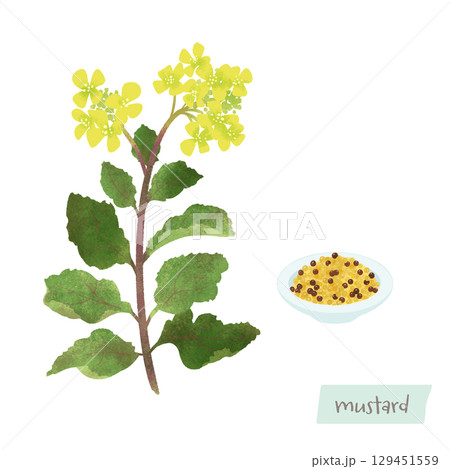 マスタードの花と実の水彩イラスト 129451559