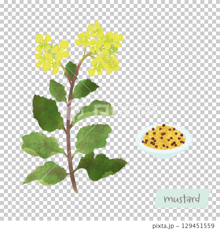 マスタードの花と実の水彩イラスト 129451559