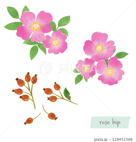 ローズヒップの花と実の水彩イラスト ローズヒップの花と実の水彩イラスト 129451566