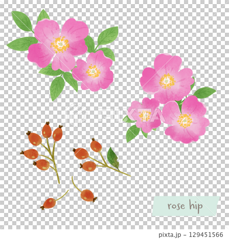 玫瑰果花和水果的水彩插圖 129451566
