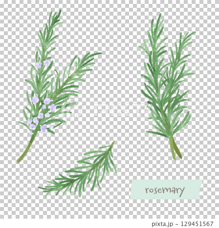 ローズマリーの水彩イラスト 129451567
