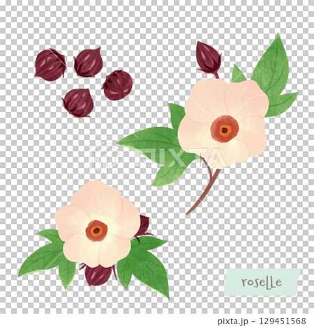 芙蓉玫瑰茄的水彩插圖 129451568