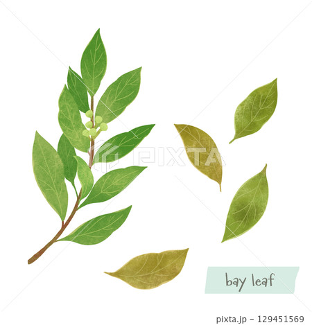 ベイリーフ（月桂樹）の水彩イラスト 129451569