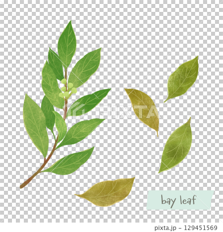 Bay leaf watercolor illustration 129451569