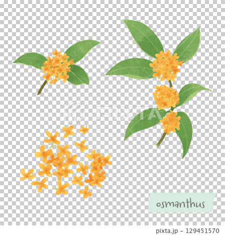 桂花樹和花的插圖 129451570