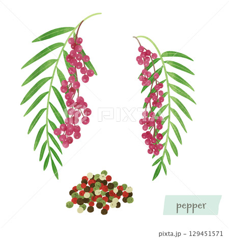 胡椒の木と実の水彩イラスト 129451571