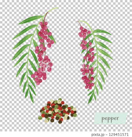 胡椒樹和果實的水彩插圖 胡椒樹和果實的水彩插圖 129451571