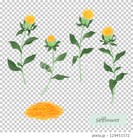 紅花と乾燥花びらの水彩イラスト 129451572