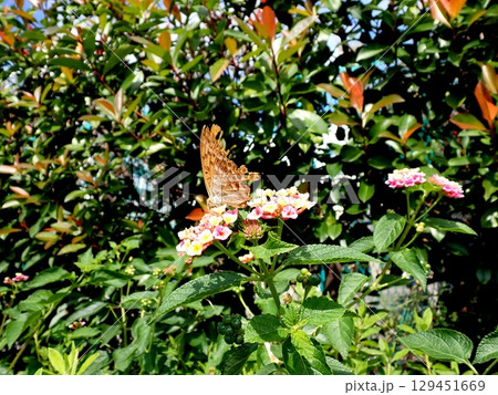 ミドリヒョウモン　ランタナ 129451669
