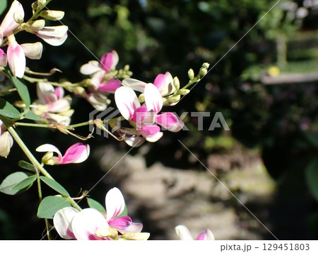 ハギの花 江戸絞り ハギの花 江戸絞り 129451803