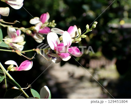 ハギの花　江戸絞り 129451804