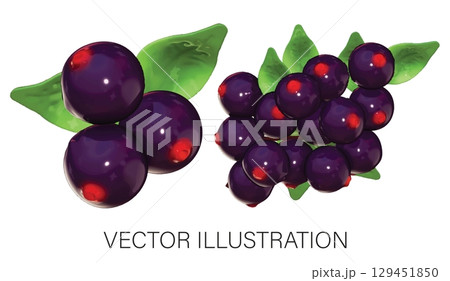 Realistic 3D Vector Elderberry Set: Cluster and Bunch Illustration on White Background 129451850