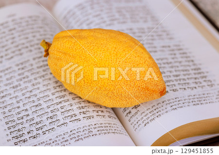 1 August 2025 Jerusalem Israel Yellow etrog citron fruit on open Hebrew prayer book Torah text during Jewish holiday of Sukkot against traditional religious text. Tanakh prayer holy book 129451855