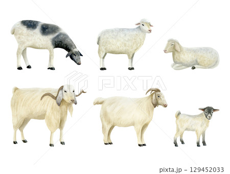 Watercolor sheep and goats illustration set isolated on white. Domestic cattle animals in various poses for simple cute village designs with baby lambs in pastel colors. Pastoral hand drawn clip art 129452033