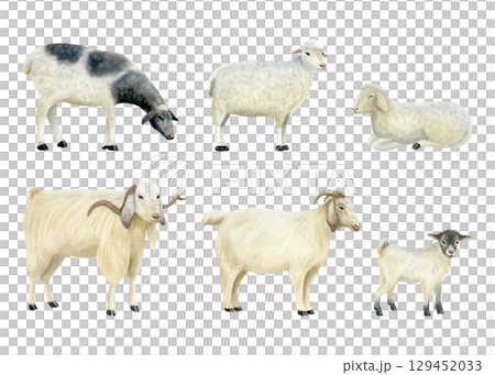 Watercolor sheep and goats illustration set isolated on white. Domestic cattle animals in various poses for simple cute village designs with baby lambs in pastel colors. Pastoral hand drawn clip art 129452033