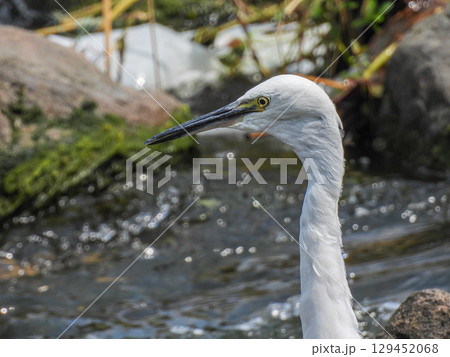 シラサギ(コサギ) 枚方市天野川 シラサギ(コサギ) 枚方市天野川 129452068