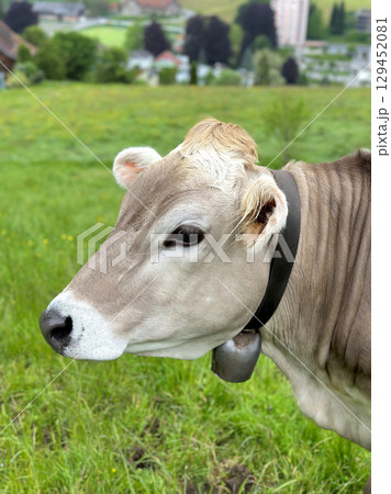 Calm cow stands in vibrant green green fields pasture with hills buildings visible in Appenzell Ausserrhoden region of Switzerland 129452081