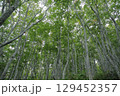 ブナの木の森 129452357