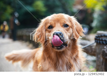 golden retriever dog lick lip and wait for food at Minoh waterfall in fall golden retriever dog lick lip and wait for food at Minoh waterfall in fall 129452402