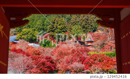 Katsuoji pagoda with autumn maple leaf colors, Minoo, Osaka 129452416