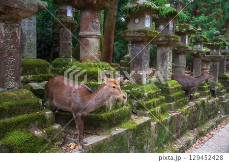 sika deers at lanterns beg for food at Kasugataisha Shrine, Nara 129452428
