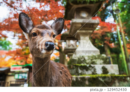 deer by lantern with autumn leaf at Kasuga Taisha Shrine, Nara deer by lantern with autumn leaf at Kasuga Taisha Shrine, Nara 129452430