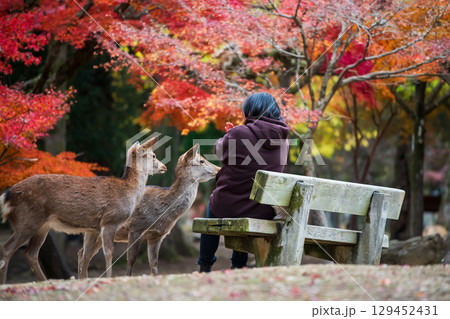 woman refuse to feed biscuit food to deers in Nara park at fall, Japan 129452431