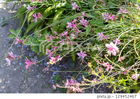 実家の玄関脇に咲く可愛いガウラの花 129452467
