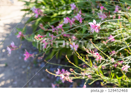 実家の玄関脇に咲く可愛いガウラの花 129452468