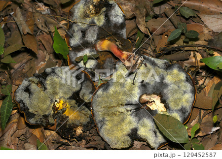 青変と老成腐敗するミヤマイロガワリキノコ管孔部と柄アップ（アウトドアフィールドキノコ類マクロ撮影） 129452587