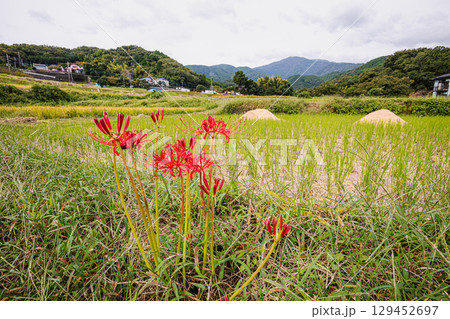 彼岸か、此岸か、遠くからも近くからもどこから見ても、ひときわ目立つ赤い花 彼岸か、此岸か、遠くからも近くからもどこから見ても、ひときわ目立つ赤い花 129452697