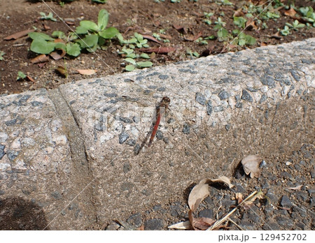 アキアカネ　成熟 129452702