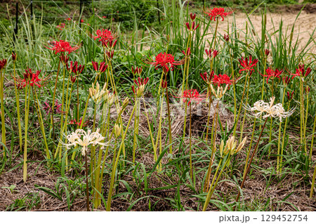 彼岸か、此岸か、遠くからも近くからもどこから見ても、ひときわ目立つ赤い花 129452754