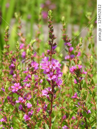 水辺に群生するミソハギ 129452812