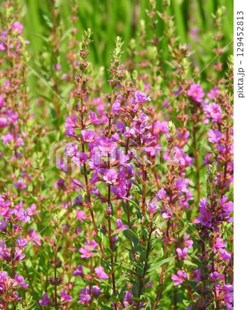 水辺に群生するミソハギ 129452813