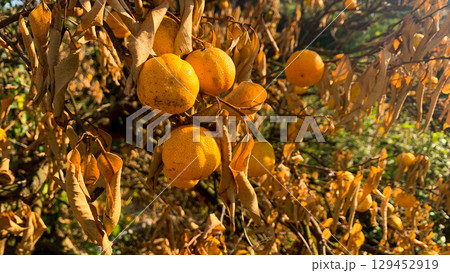 害虫の被害で枯れた蜜柑の木 害虫の被害で枯れた蜜柑の木 129452919