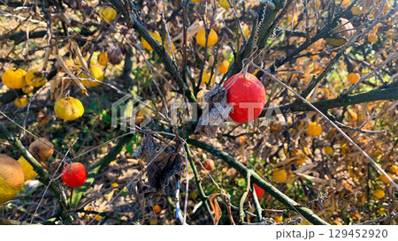 害虫の被害で枯れた蜜柑の木 129452920