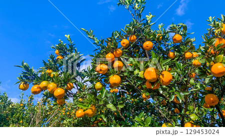 美味しい蜜柑が育つ九州の蜜柑畑 129453024