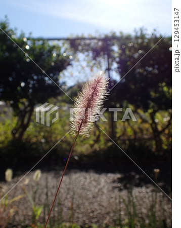 エノコログサ 129453147