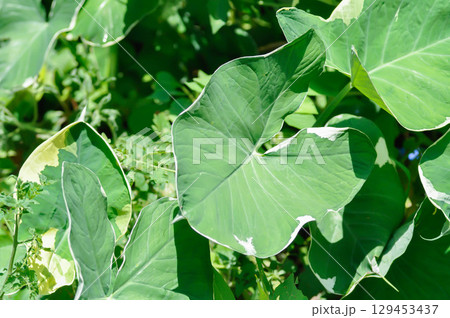 Albomarginata, Araceae or Schott or Xanthosoma sagittifolium or XANTHOSOMA or Mickey Mouse Plant Albomarginata, Araceae or Schott or Xanthosoma sagittifolium or XANTHOSOMA or Mickey Mouse Plant 129453437