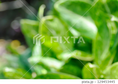 blur background or leaf background or green background 129453445