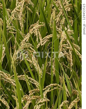 たわわに実った稲穂 たわわに実った稲穂 129453523