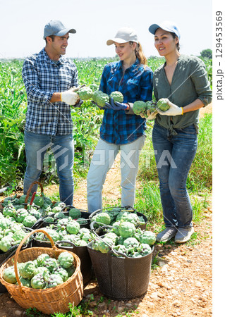 Three farmers are happy with harvested artichoke crop 129453569