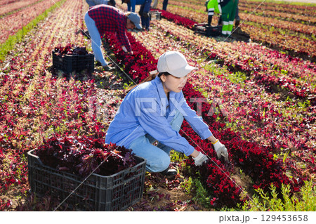 Asian girl farmer gathering fresh lettuce 129453658
