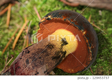 赤茶色の管孔に黄色い柄「アメリカウラベニイロガワリ」キノコ（自然下菌キノコ類マクロ撮影） 129453737